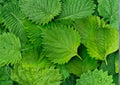 Korean Perilla Shiso Seeds – 500 Heirloom Herb Seeds for Asian Cuisine, Aromatic Green Perilla, Culinary Garden, Container Growing