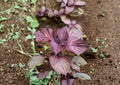 Red Aka Shiso Perilla Seeds – Heirloom Herb for Asian Cuisine, Culinary Gardens, Sushi, Pickling, Salads