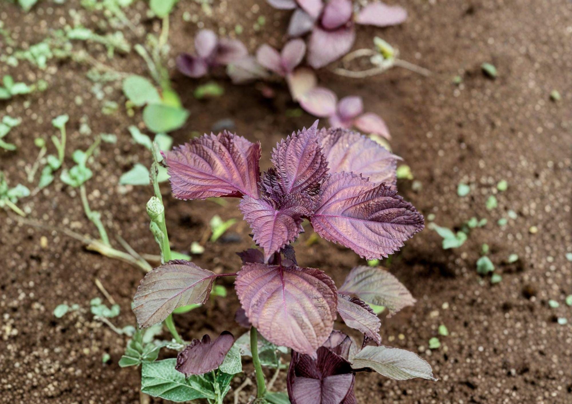 Red Aka Shiso Perilla Seeds – Heirloom Herb for Asian Cuisine, Culinary Gardens, Sushi, Pickling, Salads