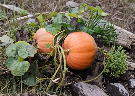 Small Sugar Pumpkin Seeds – Heirloom Pie Pumpkin for Baking, Home Garden, Fall Harvest, Organic, Compact, 10 Seeds