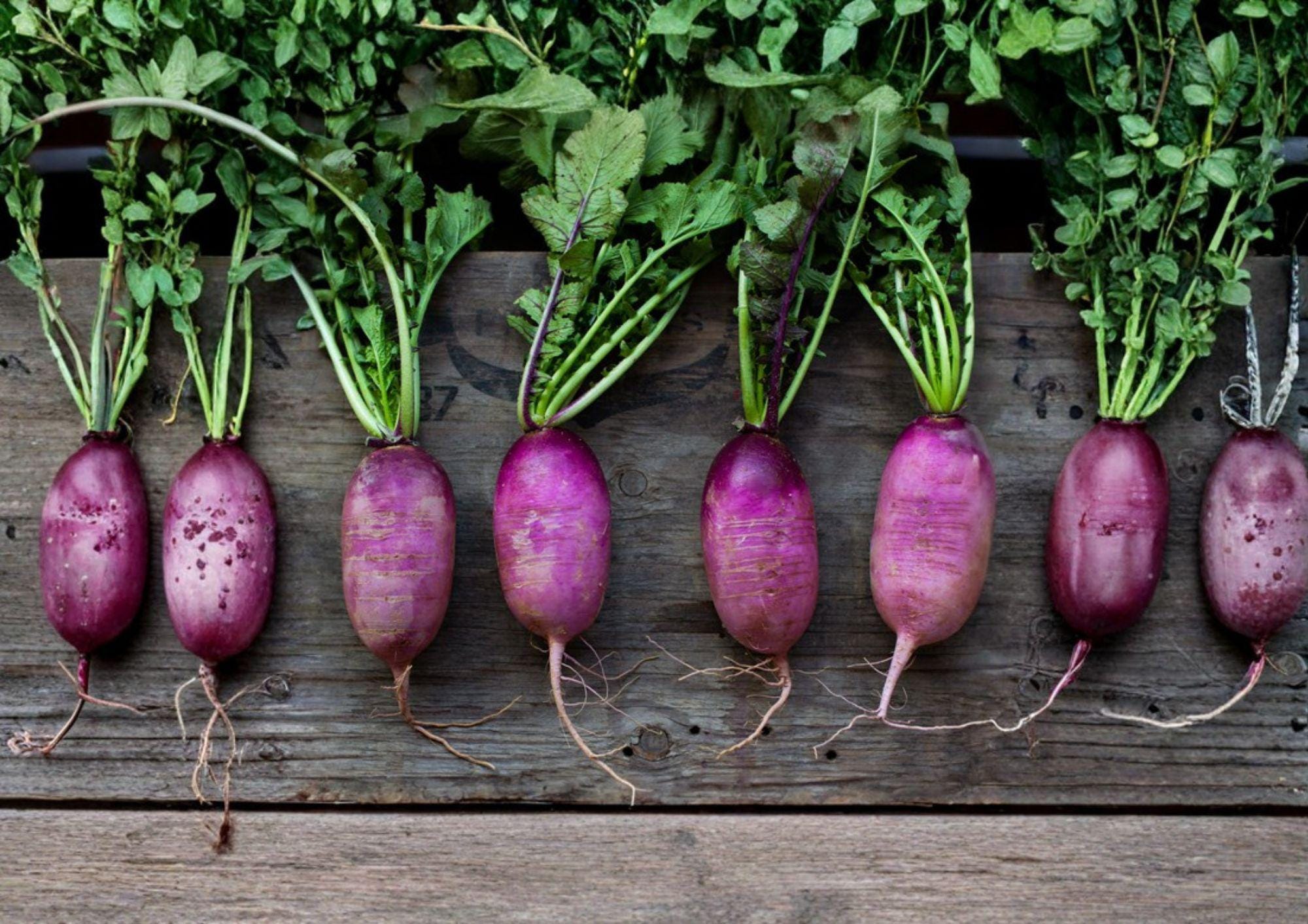 Triton Purple Stem Radish Seeds – Heirloom Fast Growing Root Vegetable Seeds for Cool Season Gardens