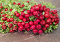 Heirloom Cherry Belle Radish Seeds – 100 Fast Growing Root Vegetable Seeds for Salad Garnishes and Container Gardening