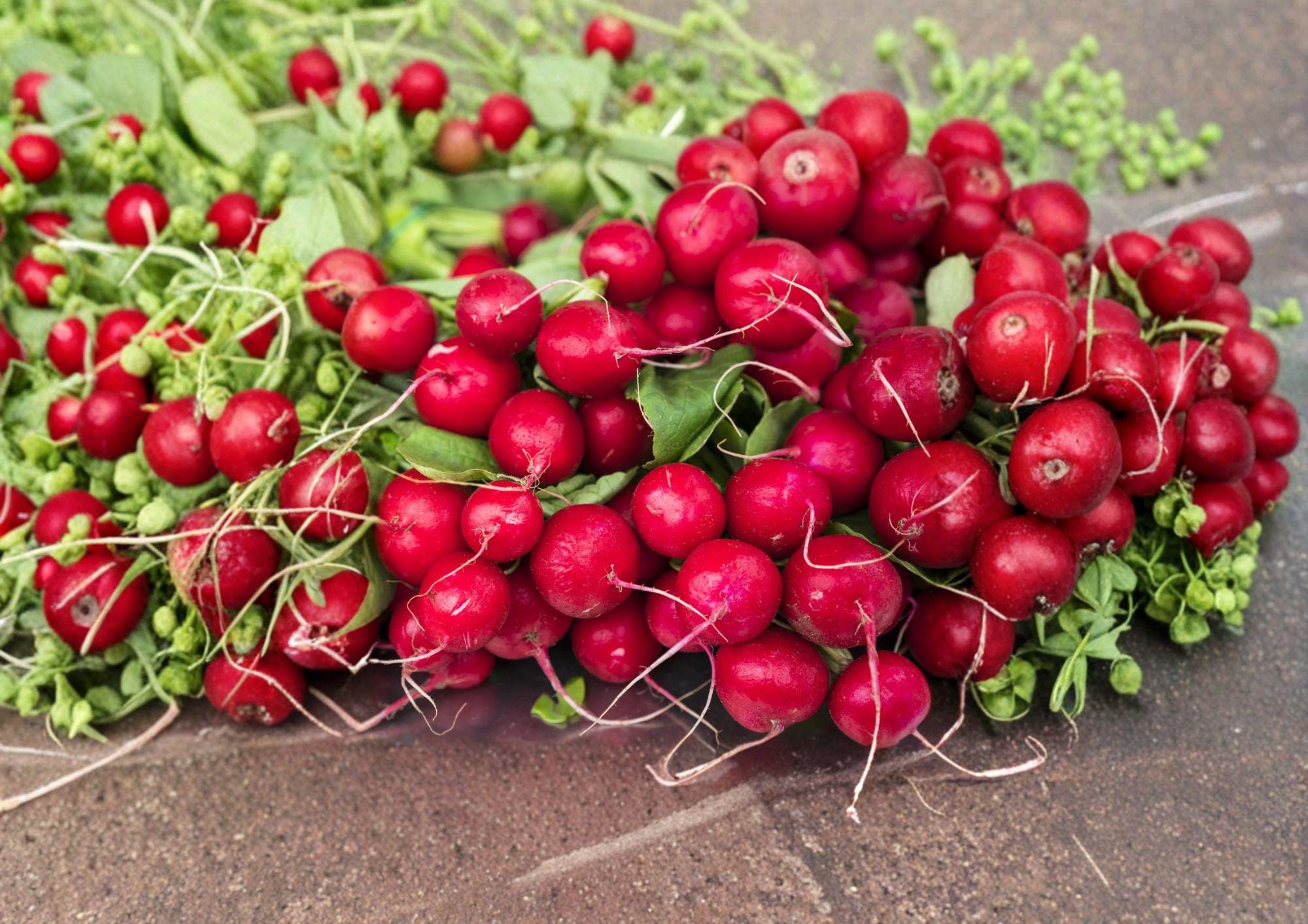 Heirloom Cherry Belle Radish Seeds – 100 Fast Growing Root Vegetable Seeds for Salad Garnishes and Container Gardening