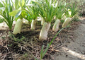 Minowase Daikon Radish Seeds – Heirloom, Long White Roots, Cool Season Vegetable, Asian Cuisine, 100 Seeds