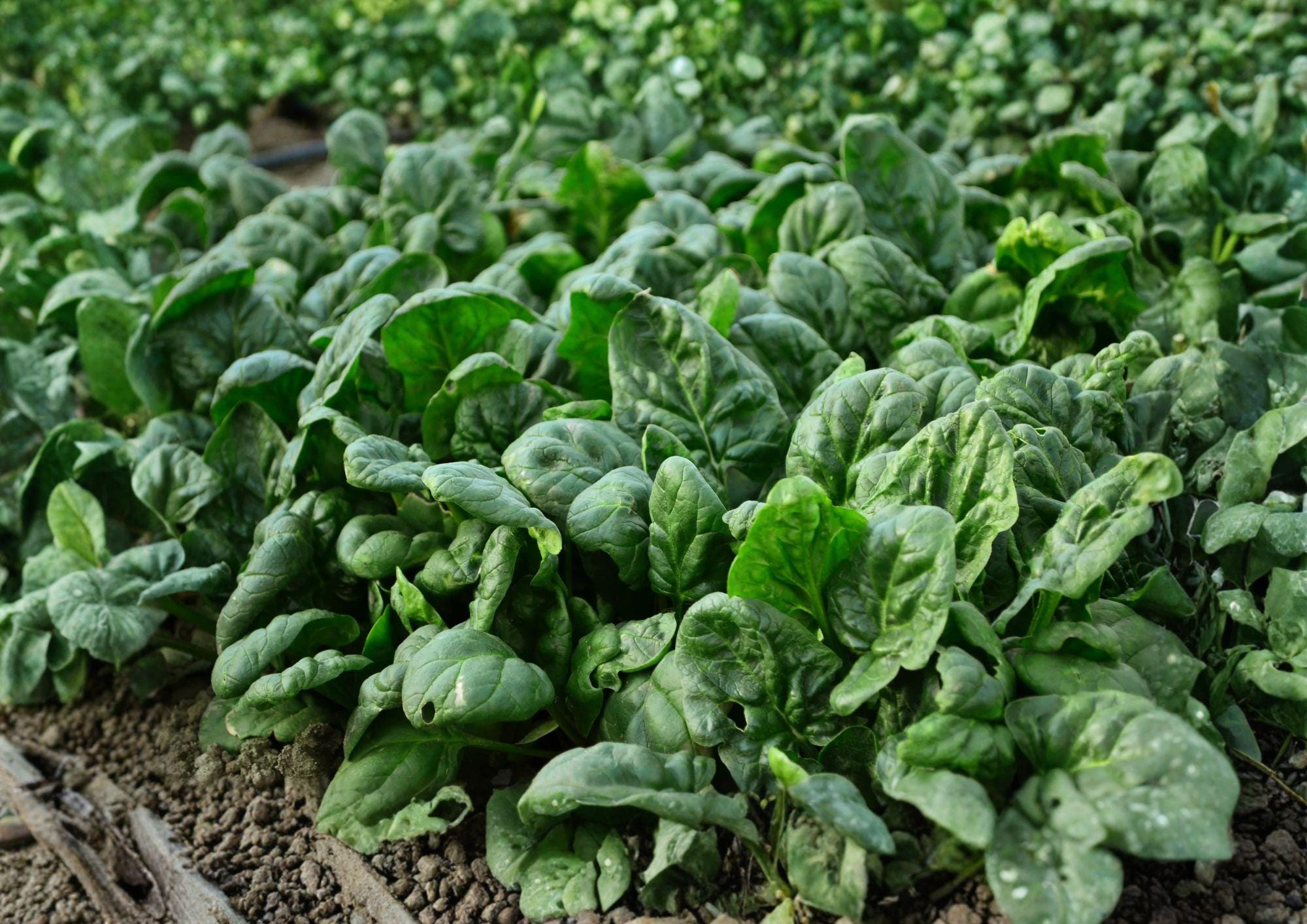 Bloomsdale Spinach Seeds – Heirloom Leafy Greens for Cool Season Gardens, 100 Seeds, Long Standing Variety, Organic, Non-GMO