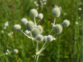 Vietnamese Culantro Seeds | Eryngium foetidum | Sawtooth Herb, Cilantro Substitute for Tropical Gardens