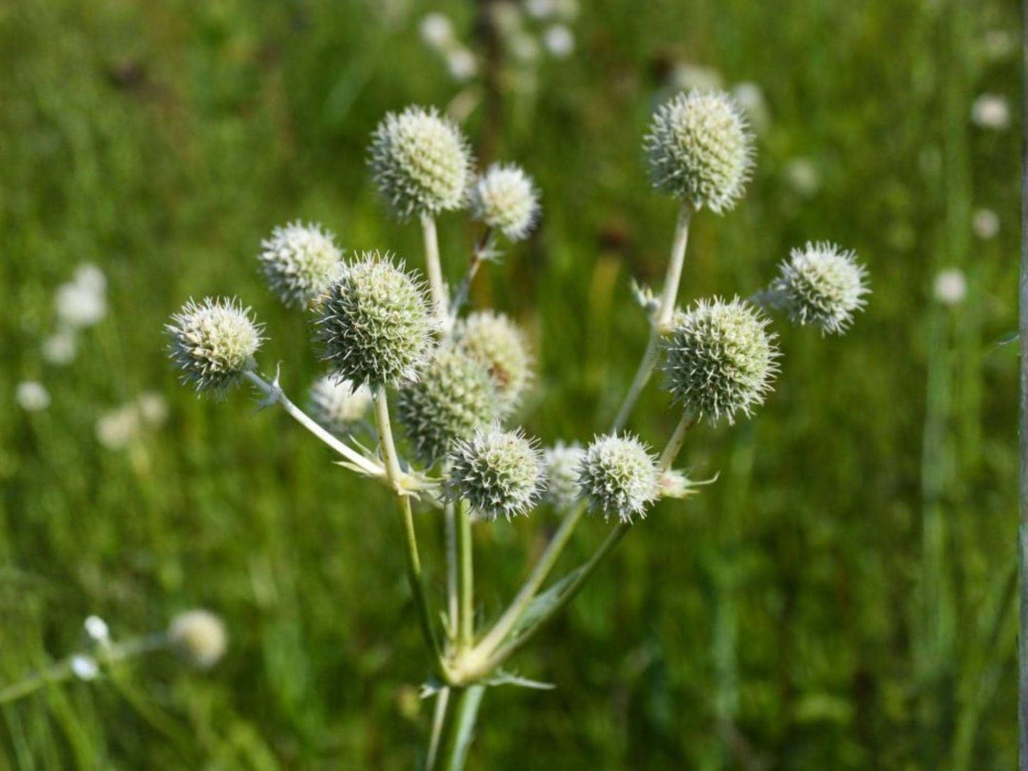 Vietnamese Culantro Seeds | Eryngium foetidum | Sawtooth Herb, Cilantro Substitute for Tropical Gardens