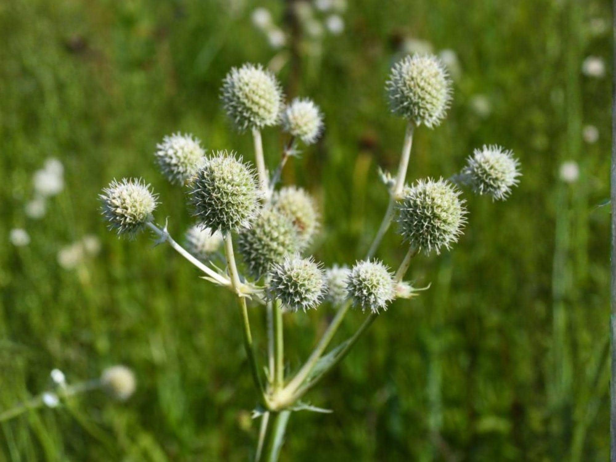 Vietnamese Culantro Seeds | Eryngium foetidum | Sawtooth Herb, Cilantro Substitute for Tropical Gardens