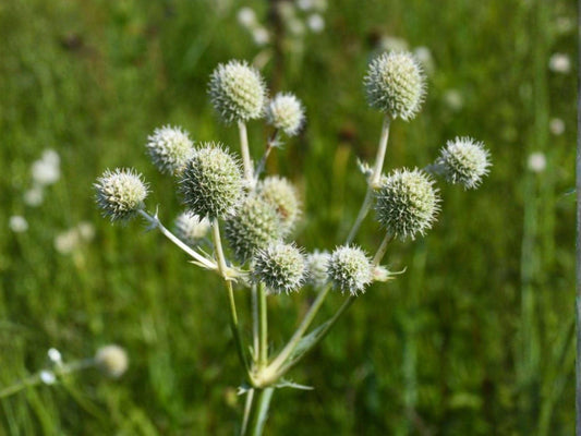 Vietnamese Culantro Seeds | Eryngium foetidum | Sawtooth Herb, Cilantro Substitute for Tropical Gardens
