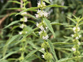 Hoary Vervain Seeds 100 Pack, Native Wildflower for Pollinators, Drought Tolerant, Verbena stricta, Prairie Garden Plant