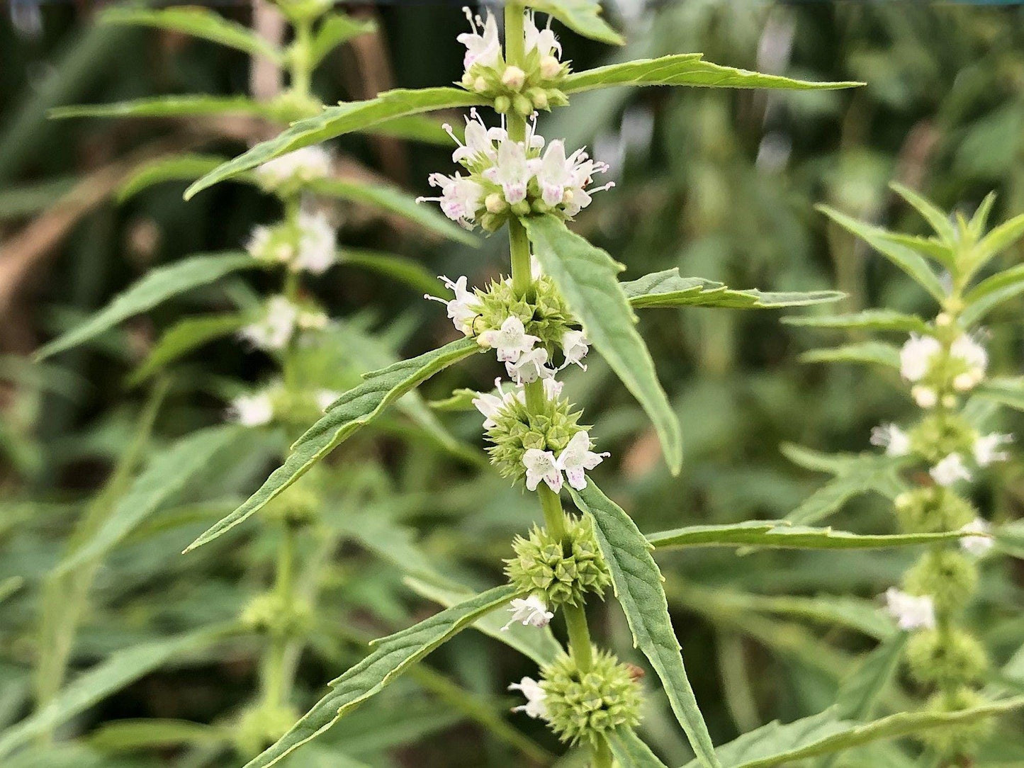 Hoary Vervain Seeds 100 Pack, Native Wildflower for Pollinators, Drought Tolerant, Verbena stricta, Prairie Garden Plant