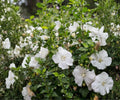 Live Rose of Sharon Plant - White Hibiscus Syriacus Shrub, 6" to 1 ft, Deciduous Flowering Bush, Ornamental Hedge, Althea Garden Plant