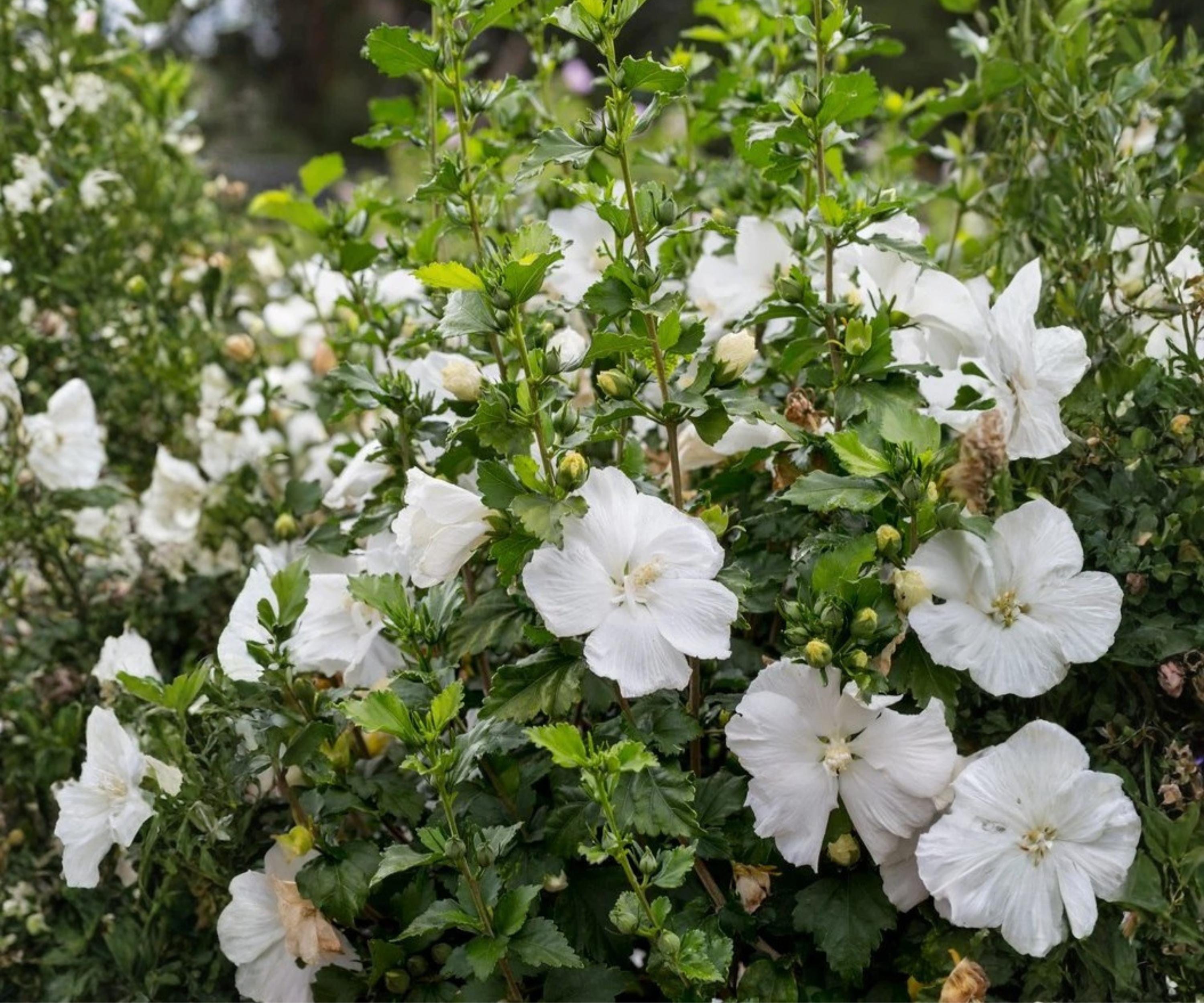 Live Rose of Sharon Plant - White Hibiscus Syriacus Shrub, 6" to 1 ft, Deciduous Flowering Bush, Ornamental Hedge, Althea Garden Plant
