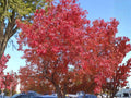 Smooth Sumac Seeds | Rhus glabra Native Shrub for Erosion Control & Wildlife Attracting | Drought Tolerant Plant