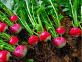 Cherry Belle Radish Seeds – 100 Count, Round Red Garden Variety, Raphanus sativus, Crisp, Fast-Growing for Salads and Garnish