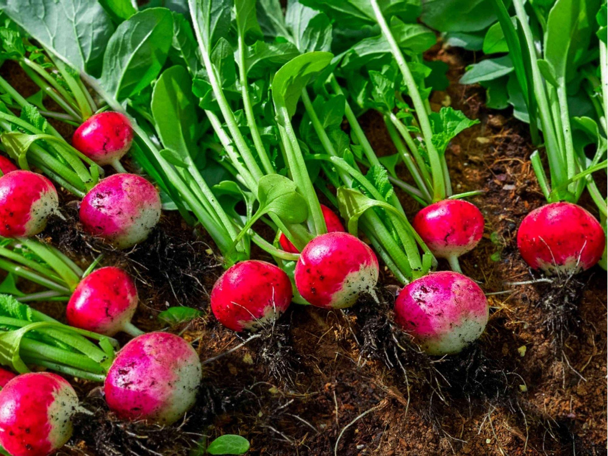 Cherry Belle Radish Seeds – 100 Count, Round Red Garden Variety, Raphanus sativus, Crisp, Fast-Growing for Salads and Garnish