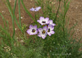 Gilia Tricolor Bird's Eyes Wildflower Seeds – Blue, Purple, White, 1000 Seeds for Gardens, Wildflower Meadow & Cottage Landscapes