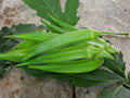 Skunkbush Sumac Seeds, Rhus trilobata Native Shrub, Drought-Tolerant, Erosion Control, Wildlife Habitat, Fall Color, 10 Seeds