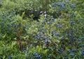 Northern Highbush Blueberry Seeds – Edible Garden Shrub, Vaccinium corymbosum, 200 Seeds for Berry Garden & Landscaping