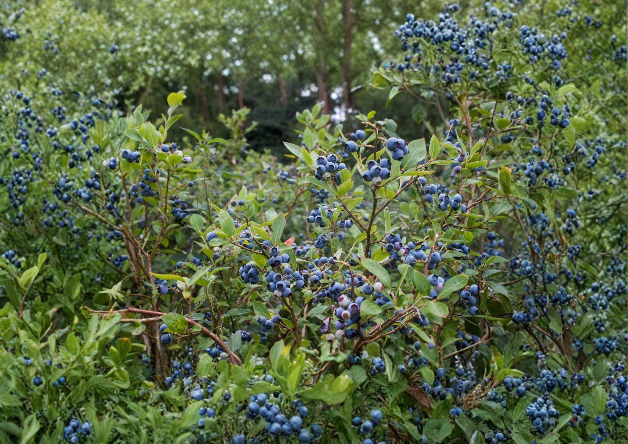 Northern Highbush Blueberry Seeds – Edible Garden Shrub, Vaccinium corymbosum, 200 Seeds for Berry Garden & Landscaping