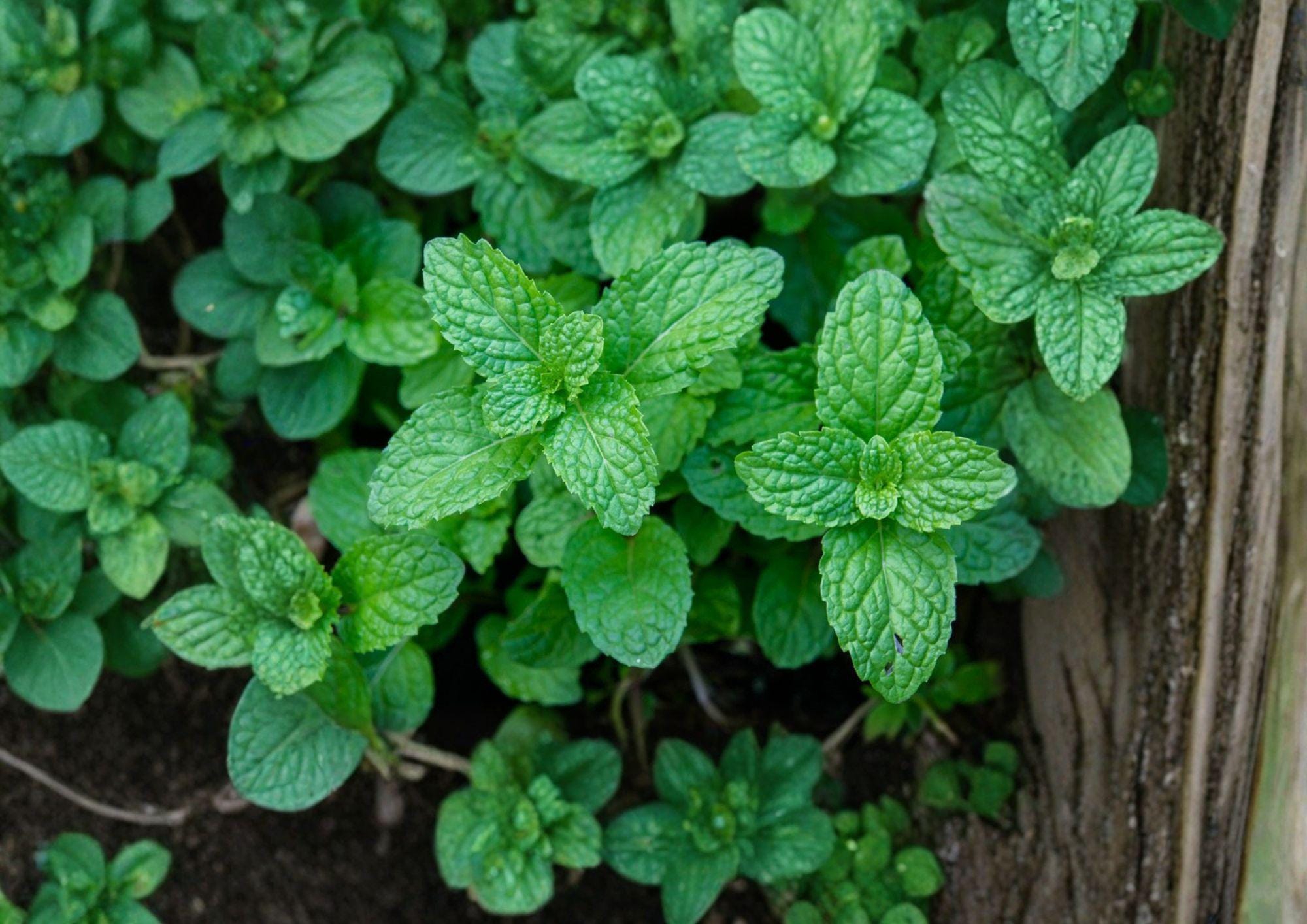 Mentha Piperita Peppermint Seeds, Non-GMO Heirloom, Perennial Herb for Tea, Culinary, and Aromatic Gardens, 3000 Seeds