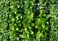 Viroflay Spinach Seeds – Heirloom Leafy Greens for Spring & Fall Gardens – Fast Growing, Tender, Dark Green, French Variety