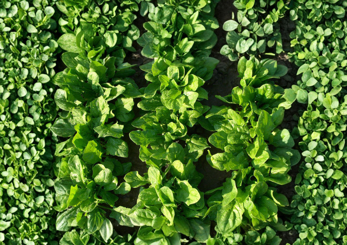 Viroflay Spinach Seeds – Heirloom Leafy Greens for Spring & Fall Gardens – Fast Growing, Tender, Dark Green, French Variety