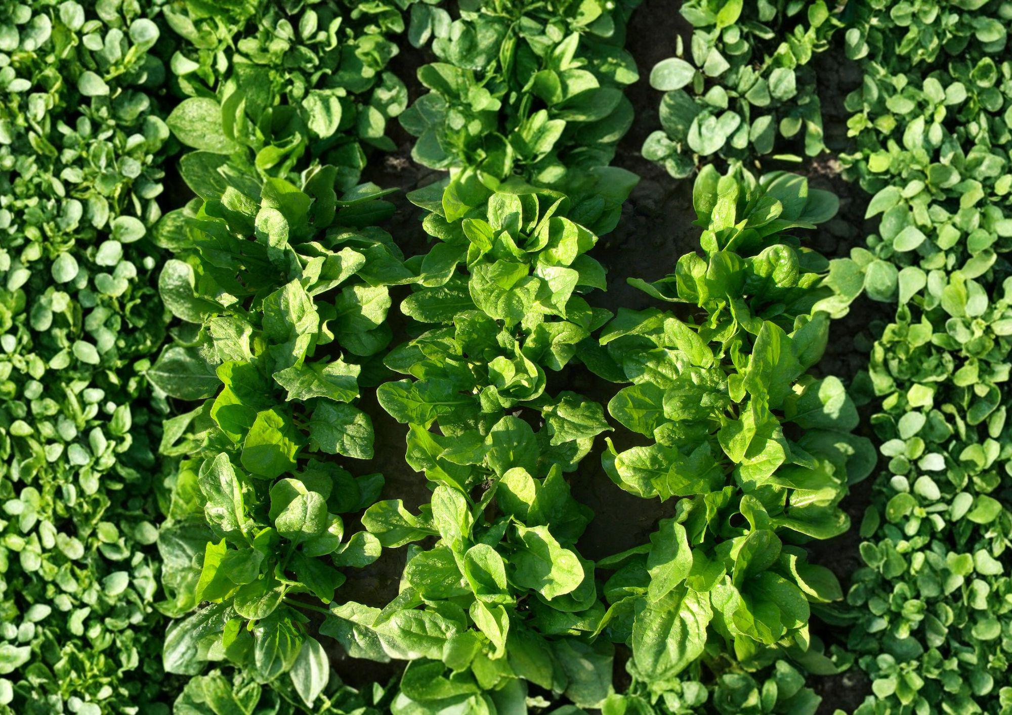 Viroflay Spinach Seeds – Heirloom Leafy Greens for Spring & Fall Gardens – Fast Growing, Tender, Dark Green, French Variety