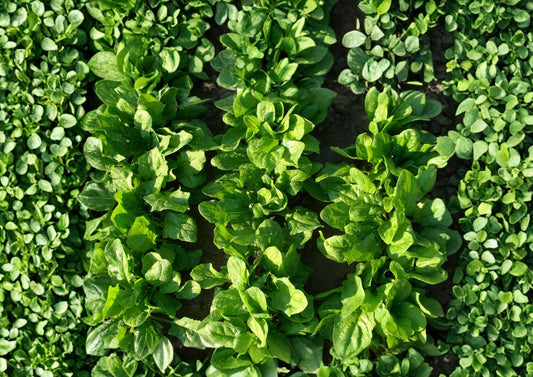 Viroflay Spinach Seeds – Heirloom Leafy Greens for Spring & Fall Gardens – Fast Growing, Tender, Dark Green, French Variety