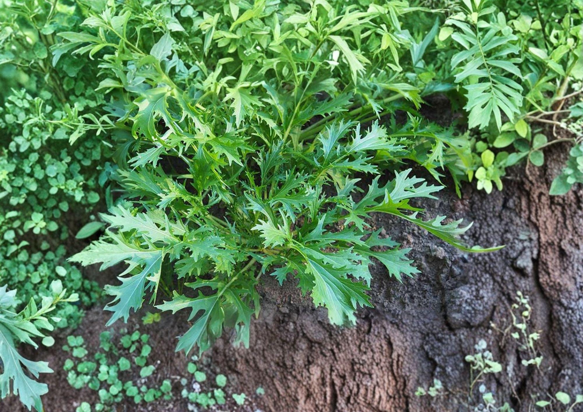 Mizuna Early Spinach Seeds – 500 Heirloom Asian Greens for Cold Season Gardens – Fast-Growing, Peppery Leafy Green, Cool Season Crop