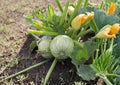Round Zucchini Heirloom Seeds – 10 Green Ball Squash Plants for Home Gardens, Summer Harvest, Compact, Tender Flesh