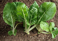 Fordhook Swiss Chard Seeds – Heirloom Leafy Green Vegetable for Cool Season Gardens, 50 Seeds