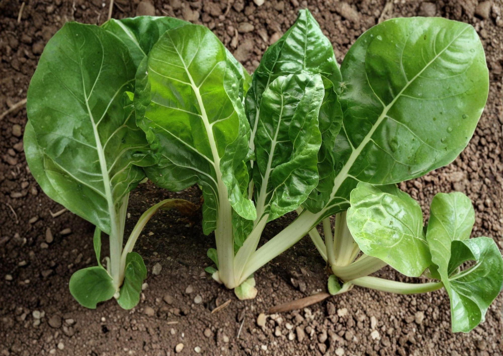 Fordhook Swiss Chard Seeds – Heirloom Leafy Green Vegetable for Cool Season Gardens, 50 Seeds