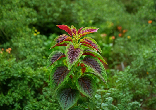 Red Striped Leaf Amaranth Seeds, Ornamental & Edible, Non-GMO, Vibrant Foliage, Garden Bed, Amaranthus cruentus