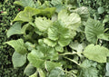 Seven Top Turnip Seeds – 500 Heirloom Leafy Greens for Spring & Fall Gardens, Nutritious, Fast-Growing, Garden & Container Friendly
