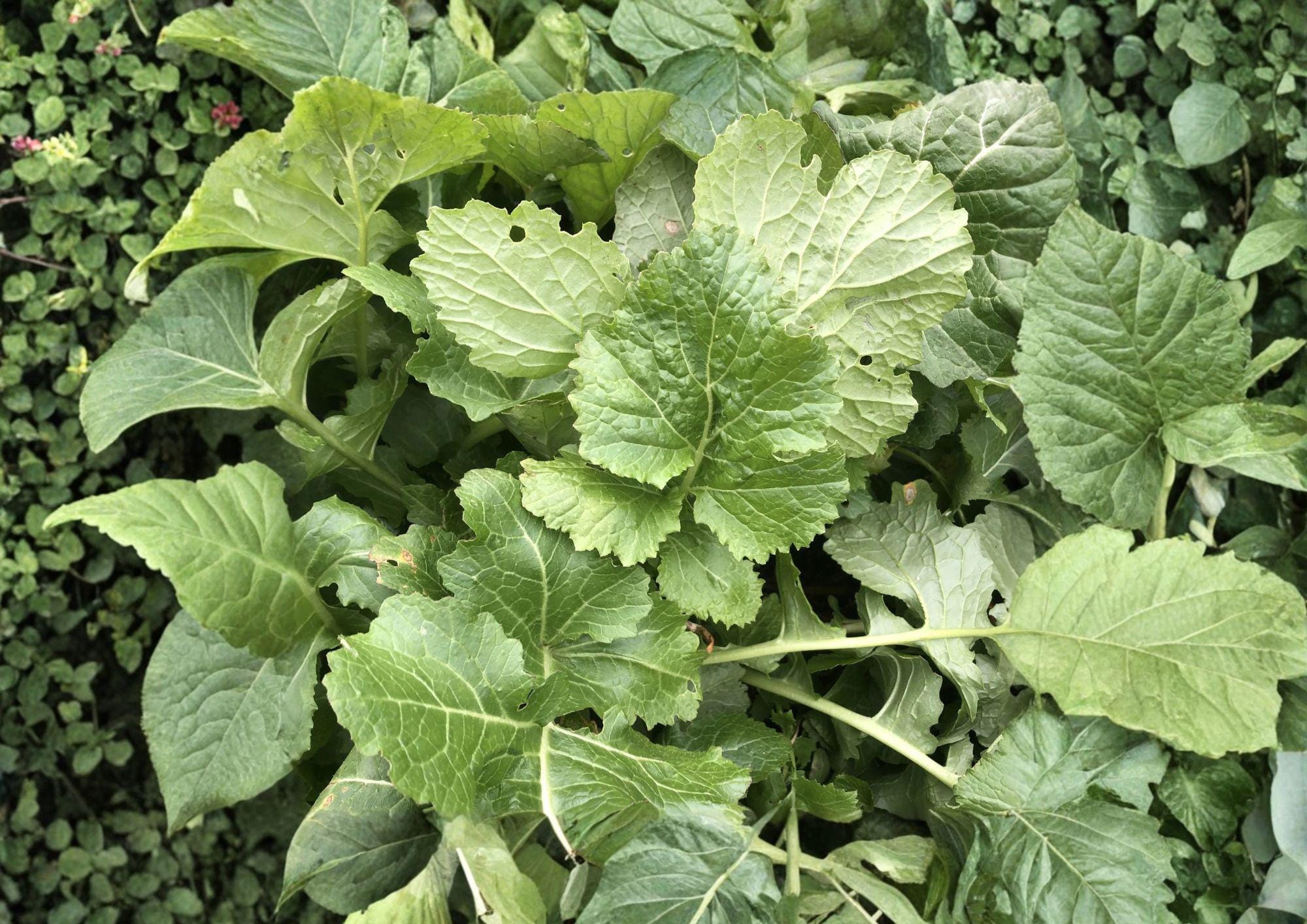 Seven Top Turnip Seeds – 500 Heirloom Leafy Greens for Spring & Fall Gardens, Nutritious, Fast-Growing, Garden & Container Friendly