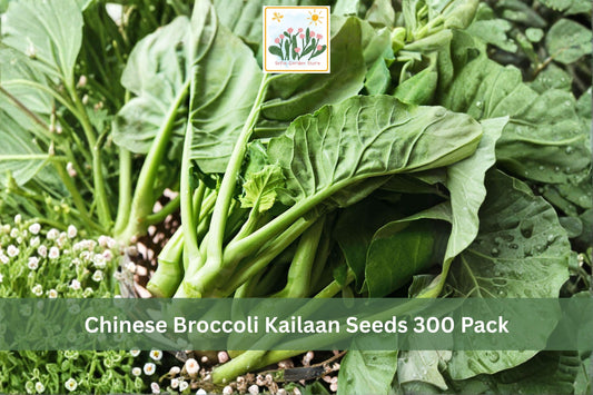 Chinese Broccoli Kailaan Seeds 300 Pack – Brassica oleracea var. alboglabra, Leafy Vegetable, Cool Season Garden Seeds