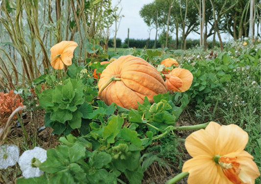 Dills Atlantic Giant Pumpkin Seeds - Heirloom Non-GMO Giant Pumpkin Variety for Record-Breaking Size Garden Growing