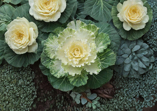 Ornamental Cabbage Seeds - Colorful Foliage Plant for Fall & Winter Gardens - Brassica Oleracea, Decorative Garden Bed & Container Plant
