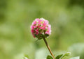 Sanguisorba Minor Salad Burnet Seeds – Hardy Culinary Herb with Cucumber Flavor for Herb Gardens & Edible Landscapes