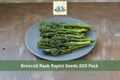 Broccoli Raab Rapini Seeds 300 Pack – Brassica rapa, Leafy Green, Cool Season Vegetable for Garden, Kitchen, Raised Beds