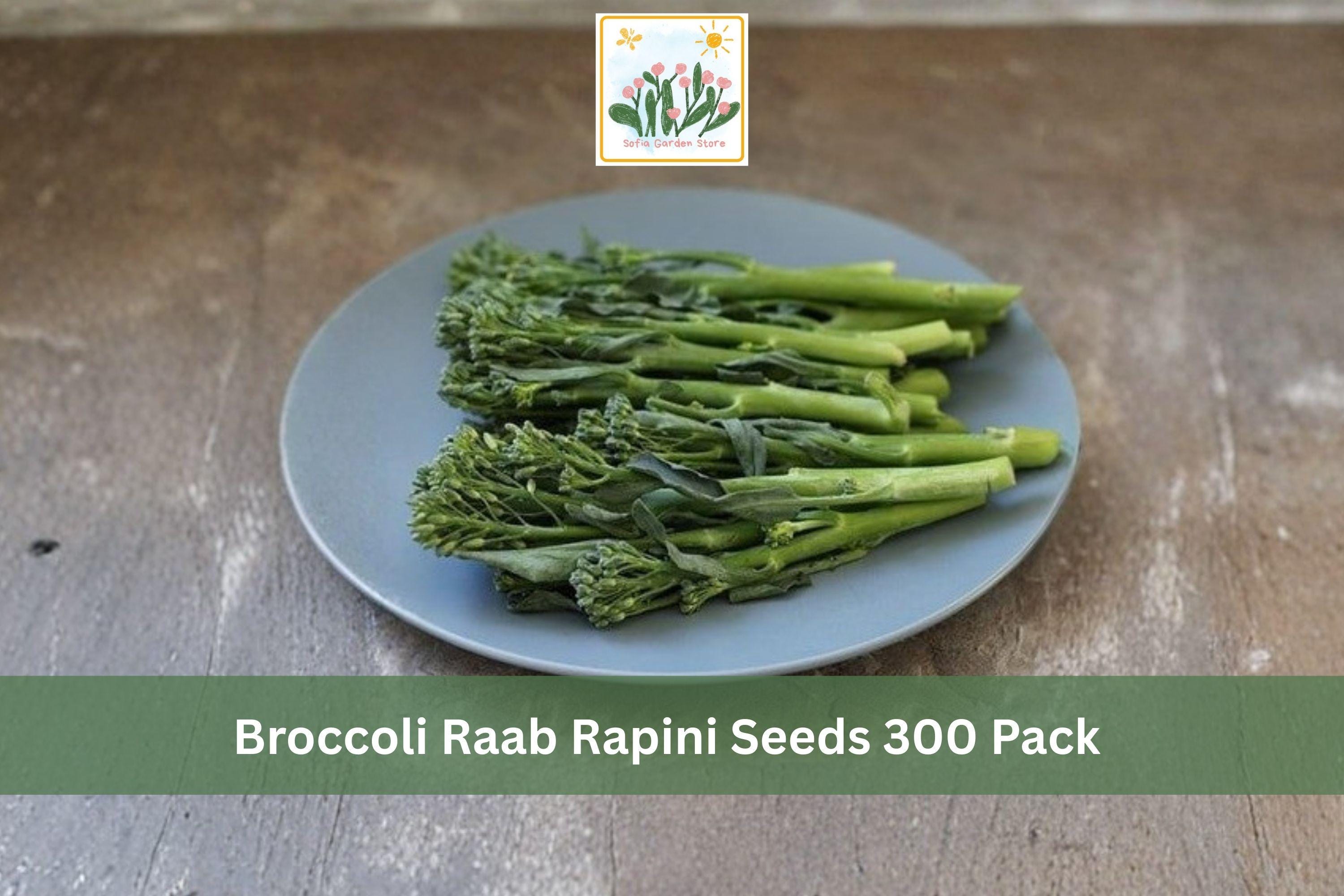 Broccoli Raab Rapini Seeds 300 Pack – Brassica rapa, Leafy Green, Cool Season Vegetable for Garden, Kitchen, Raised Beds