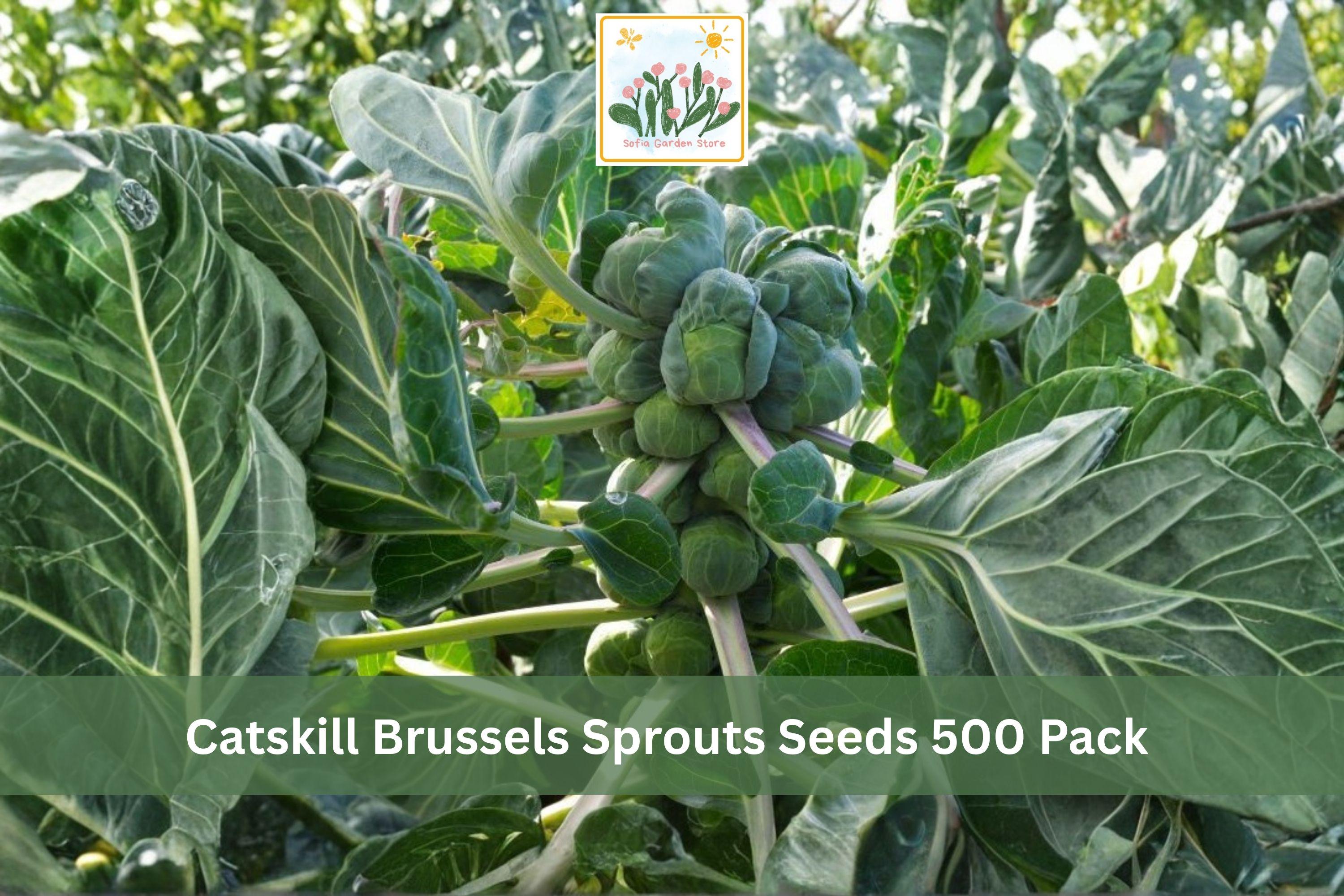 Catskill Brussels Sprouts Seeds 500 Pack – Brassica oleracea var. gemmifera, Heirloom Vegetable Seeds for Backyard Gardens