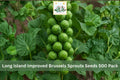 Long Island Improved Brussels Sprouts Seeds 500 Pack | Heirloom Brassica oleracea var. gemmifera for Cool Season Garden