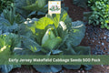 Early Jersey Wakefield Cabbage Seeds 500 Pack – Brassica oleracea Heirloom Vegetable Seeds for Spring & Fall Gardens