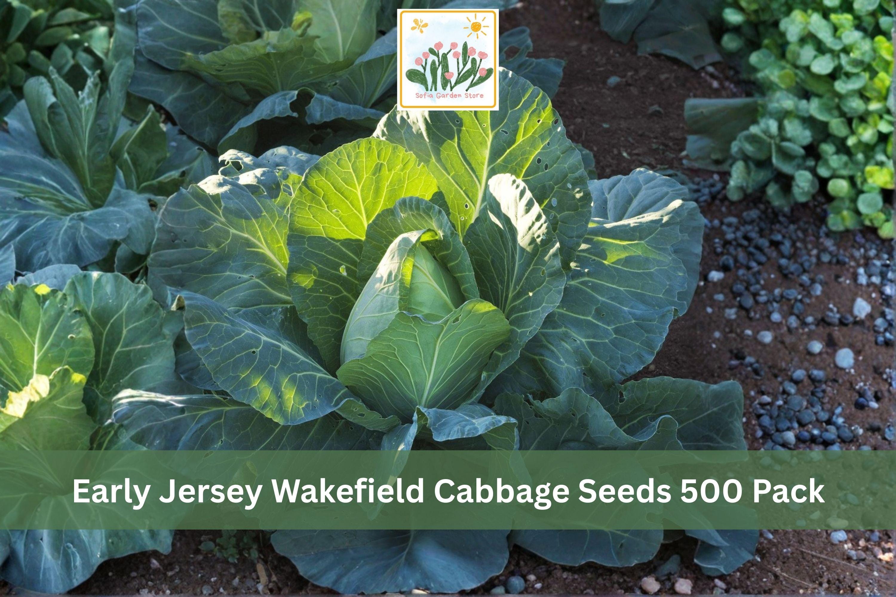 Early Jersey Wakefield Cabbage Seeds 500 Pack – Brassica oleracea Heirloom Vegetable Seeds for Spring & Fall Gardens