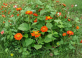 Tithonia Rotundifolia Mexican Sunflower Seeds – Bright Orange, Heat Tolerant, Pollinator Attracting, 50 Seeds