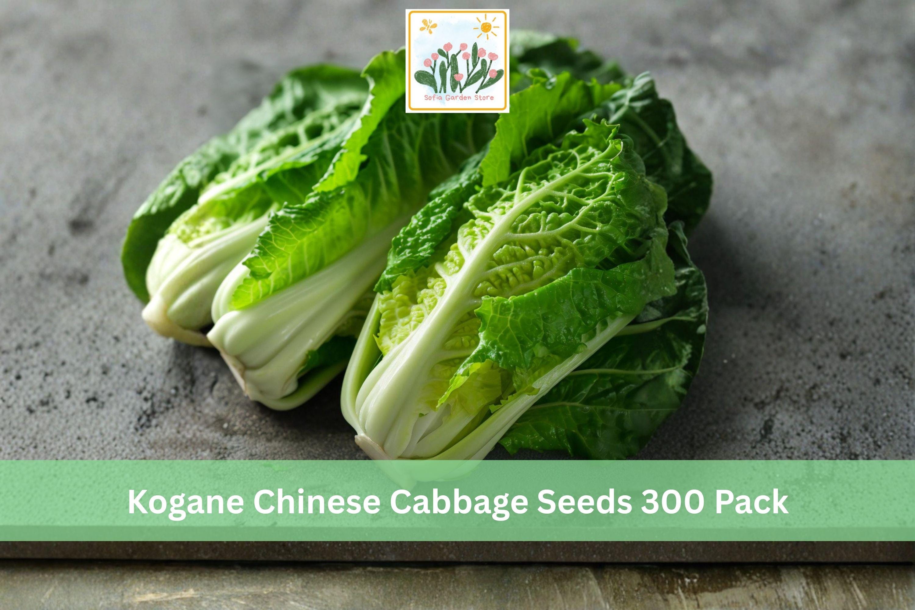 Kogane Chinese Cabbage Seeds 300 Pack – Brassica rapa subsp. pekinensis, Napa Leafy Vegetable for Home Garden, Cool Season Crop