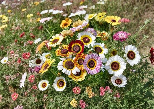 Painted Daisy Seeds 200 Pack – Chrysanthemum carinatum Wildflower for Borders, Cottage Gardens & Pollinators