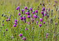 Purple Prairie Clover Seeds - Native Perennial Wildflower for Pollinators & Prairie Gardens - Dalea purpurea, 1000 Seeds